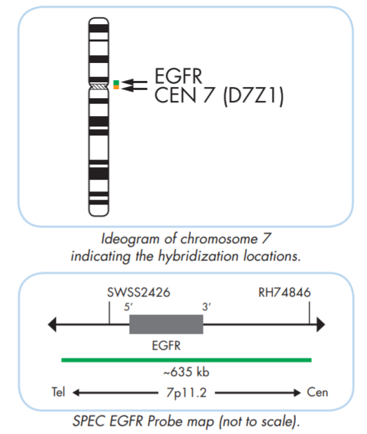 EGFR amplification